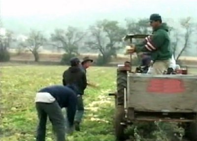 RECOLECCION (2)  CAMPESINOS